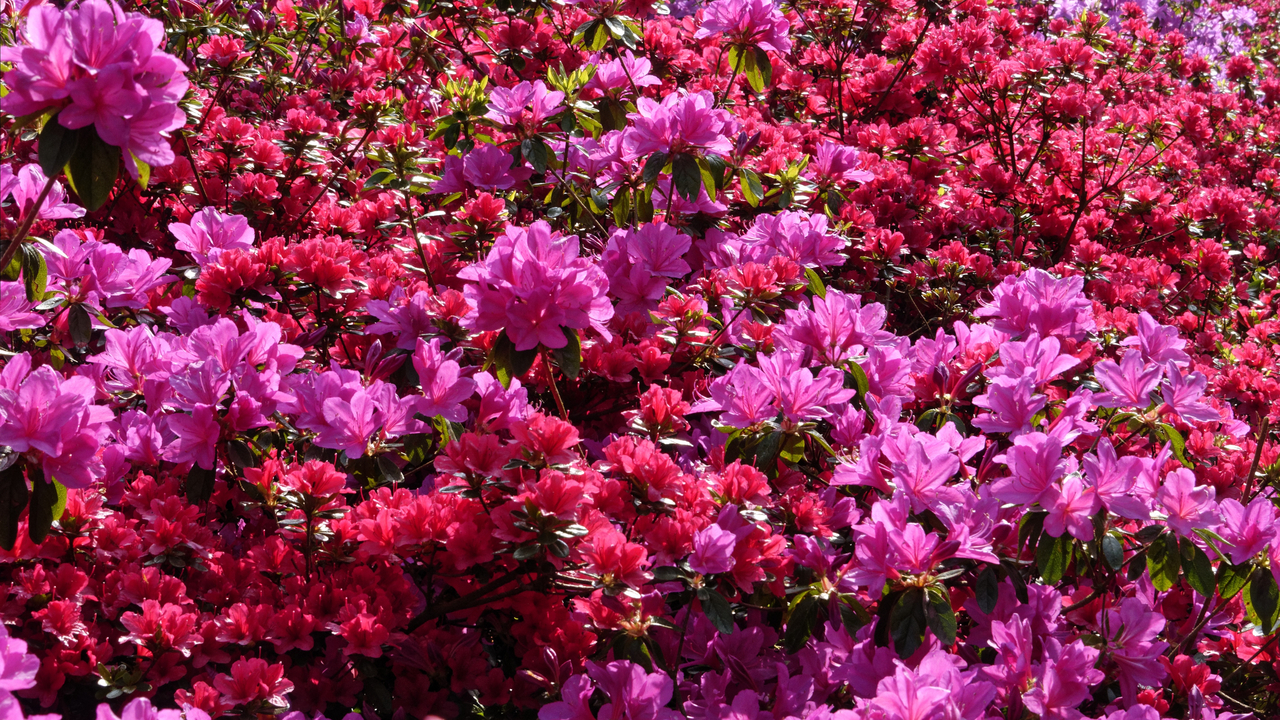 20140423 104446 Keukenhof Gardens, Lisse, South Holland, Netherlands